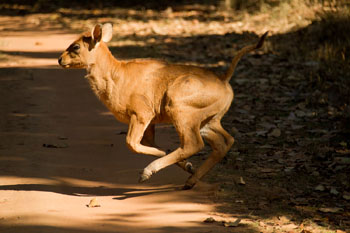 gaur
